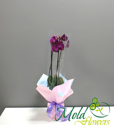 Фиолетовая орхидея большая из 2 веток Фото 394x433